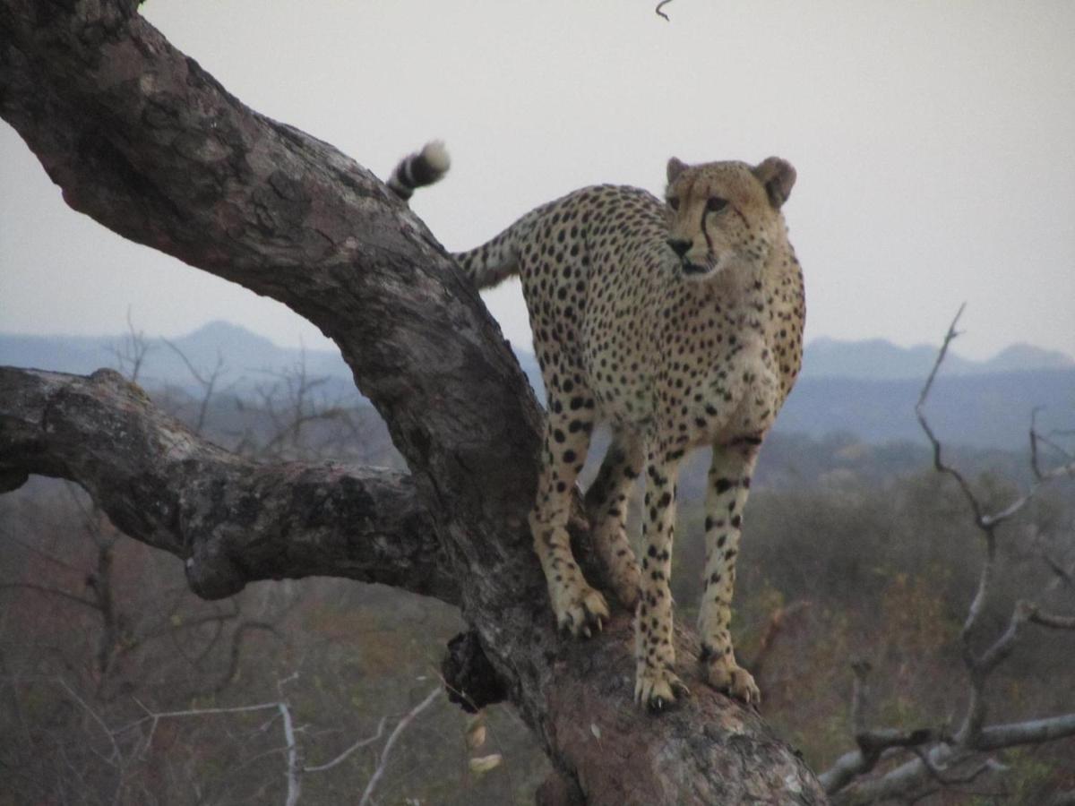 Sausage Tree Safari Camp Заповедник Балуле Экстерьер фото
