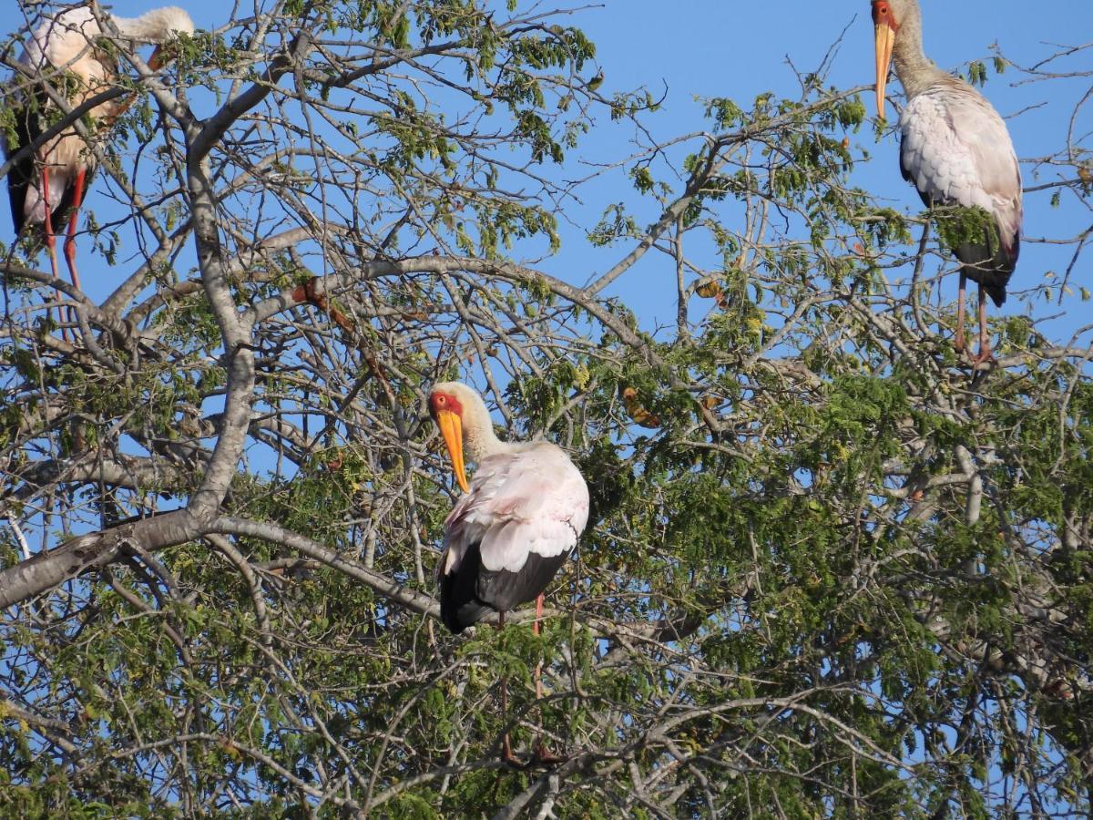 Sausage Tree Safari Camp Заповедник Балуле Экстерьер фото