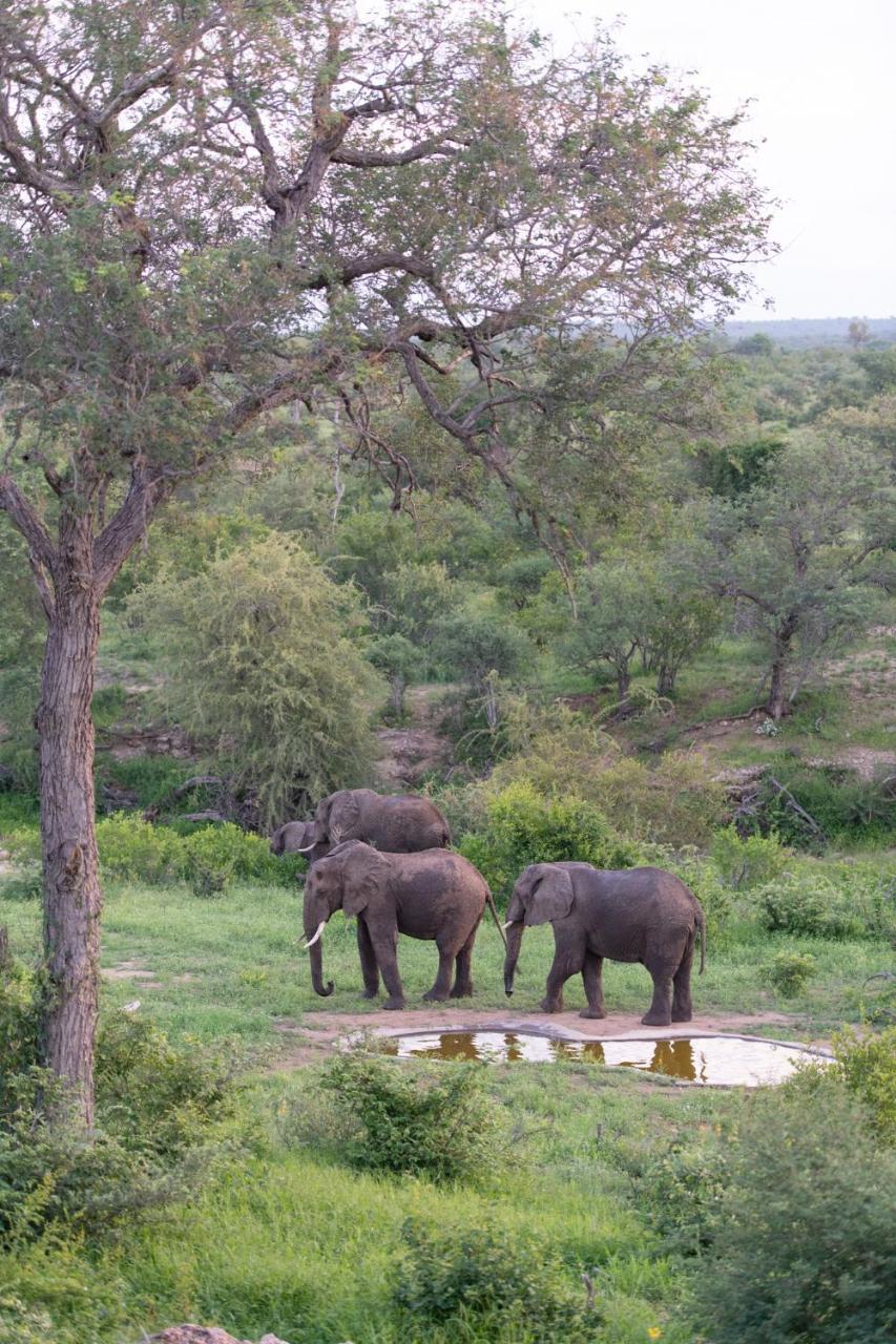 Sausage Tree Safari Camp Заповедник Балуле Экстерьер фото